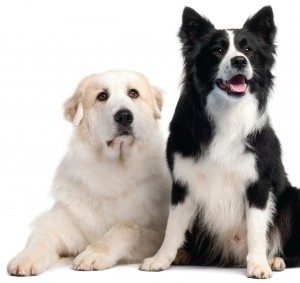 Two Dogs