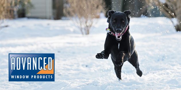 Excited Dog Leaping Through Snow - Sliding Dog Doors - Advanced Window Products, Utah